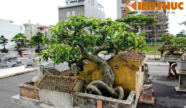 Tieu canh tu bonsai dep me hon cua nghe nhan Hai Phong-Hinh-15